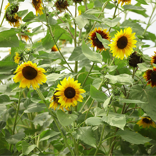 Beautiful Sunflowers